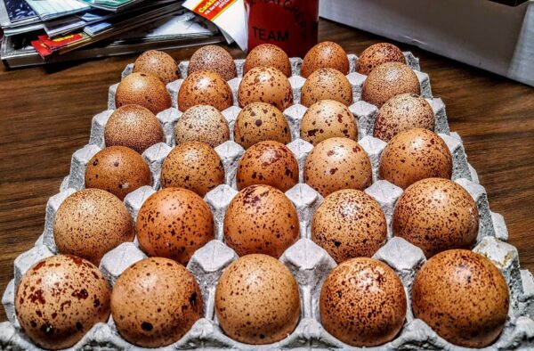 Speckled Egger™ Hatching Eggs