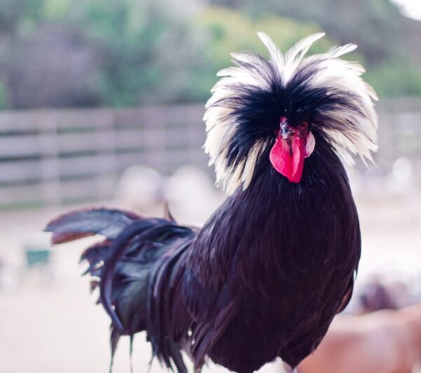 White Crested Black Polish Chicken