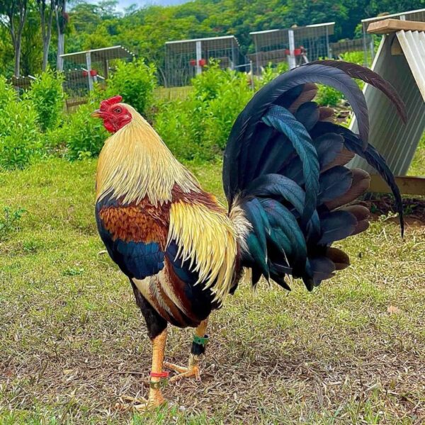 American Gamefowl