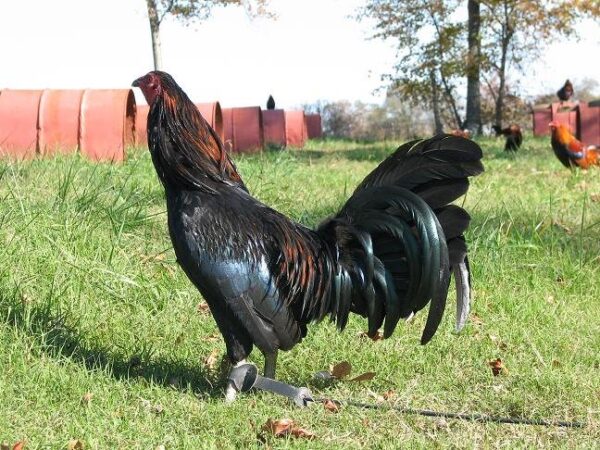 Black Gamefowl