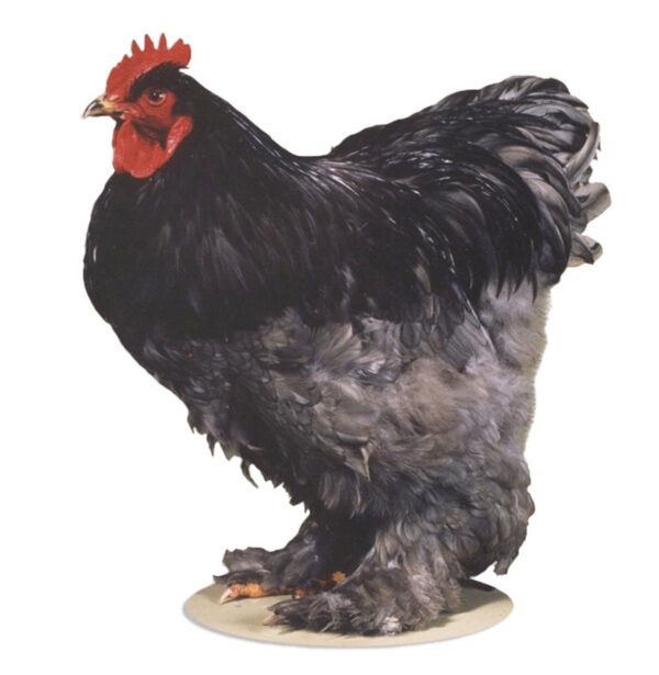 BLUE COCHIN BANTAM