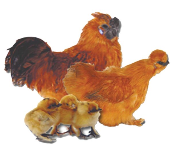 BUFF SILKIE BANTAM