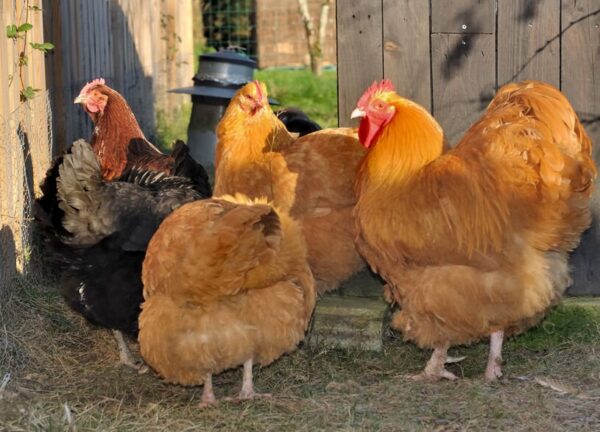 Buff Orpington Exhibition Type