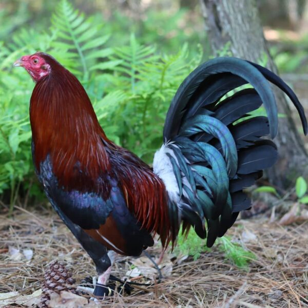 Lacey Roundhead Rooster