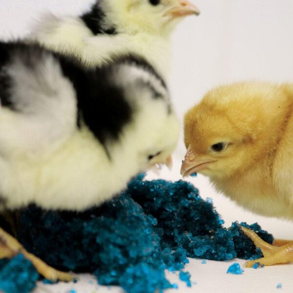 PECK N' GROW - Image 3