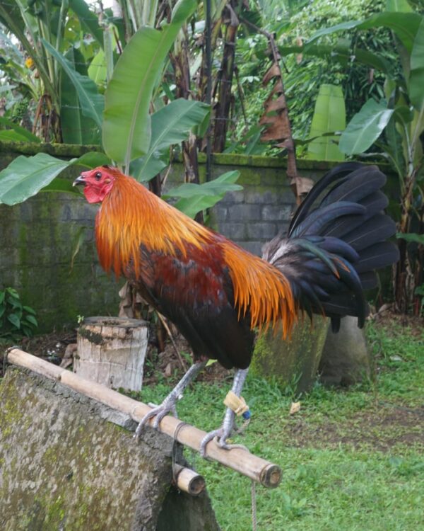 Peruvian Rooster