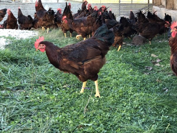 Rhode Island Red Bantam - Image 3