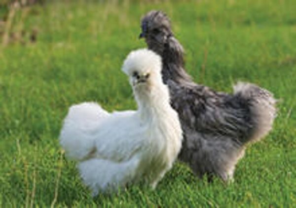 ASSORTED SILKIES BANTAM