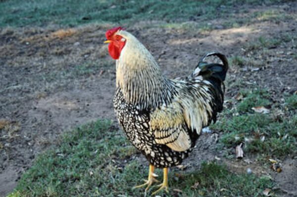 BLACK LACED SILVER WYANDOTTE