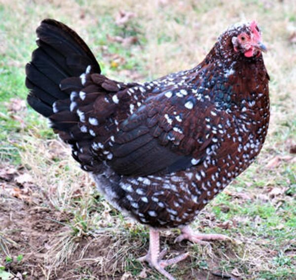 SPECKLED SUSSEX (Female)