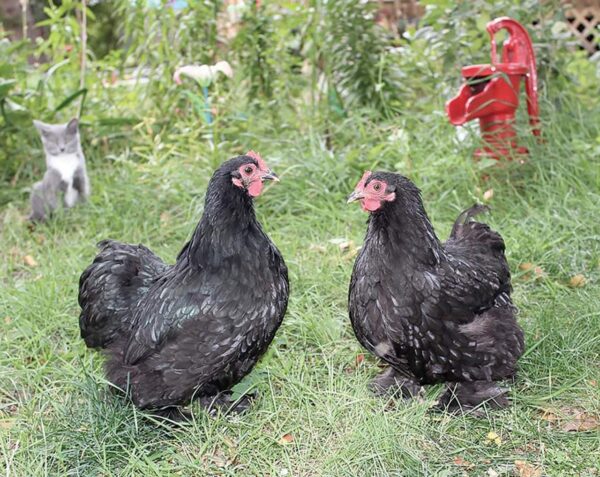 BLACK COCHIN BANTAM