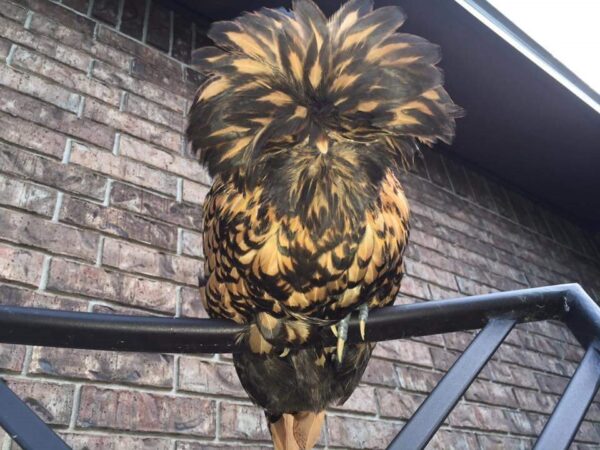 Golden Laced Polish Chicken - Image 2