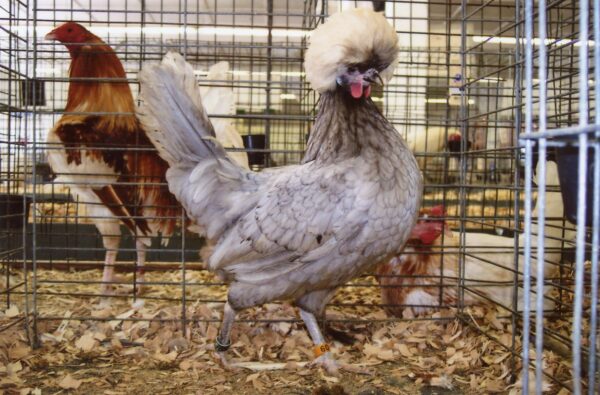 Blue Polish Chicken - Image 3
