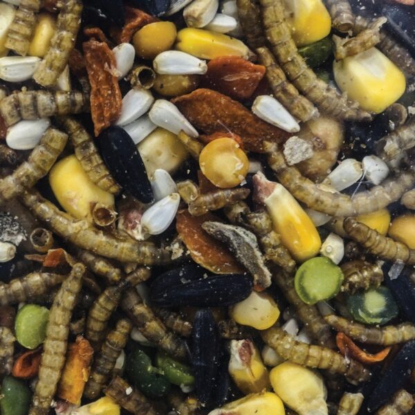 6 LB - GARDEN GRUBS - Image 3