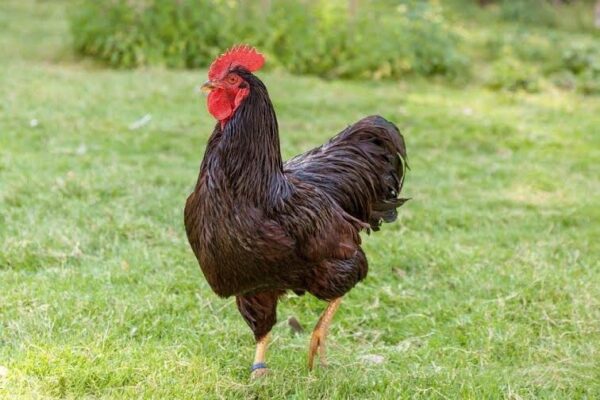 Rhode Island Red Bantam