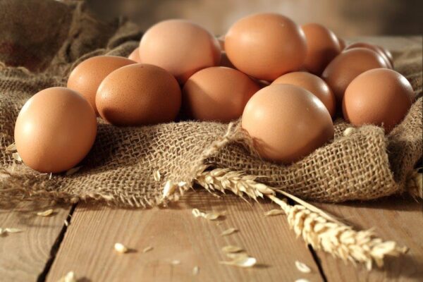 Rhode Island Red Chicken (Exhibition Type) Hatching Eggs