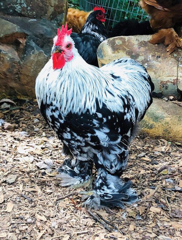 SILVER PENCILED COCHIN BANTAM