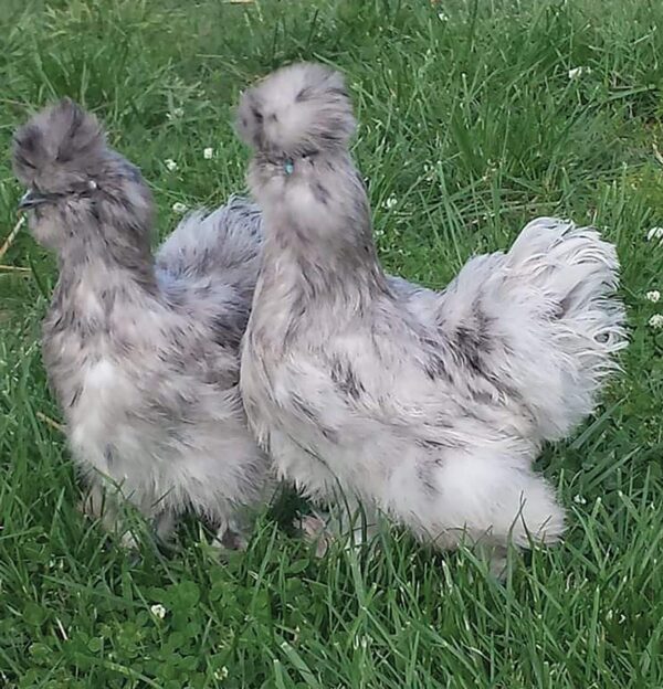 SPLASH SILKIE BANTAM