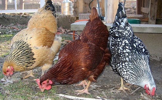 Buff Brahma Chicken (Female) - Image 3