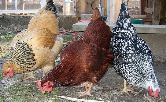 Buff Brahma Chicken (Female) - Image 3