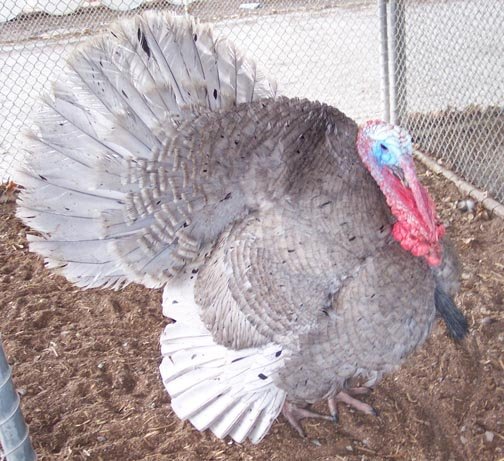 Blue Slate Turkey