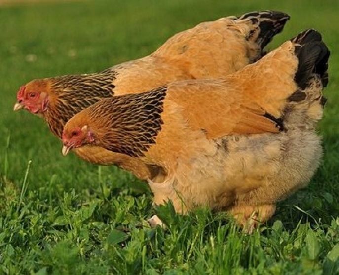 Buff Brahma Chicken (Female) - Image 2