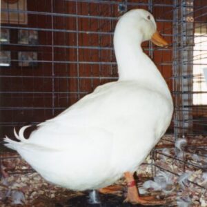 White Pekin Ducks