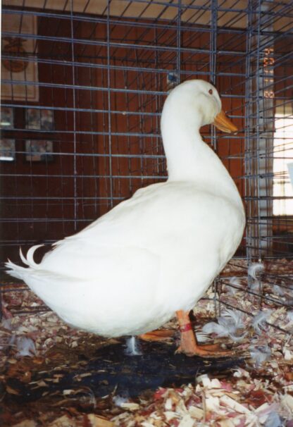 White Pekin Ducks
