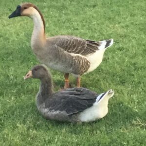 Hatchery Choice Geese Surplus