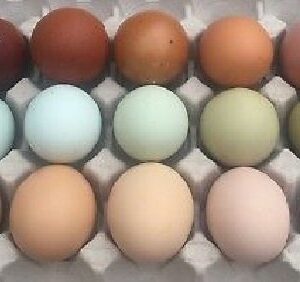 Assorted Chicken Hatching Eggs