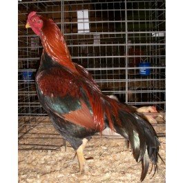 Black Breasted Red Aseel