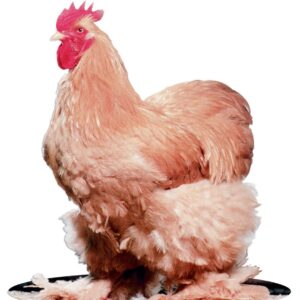 BUFF STANDARD COCHIN