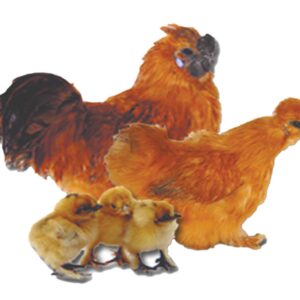BUFF SILKIE BANTAM