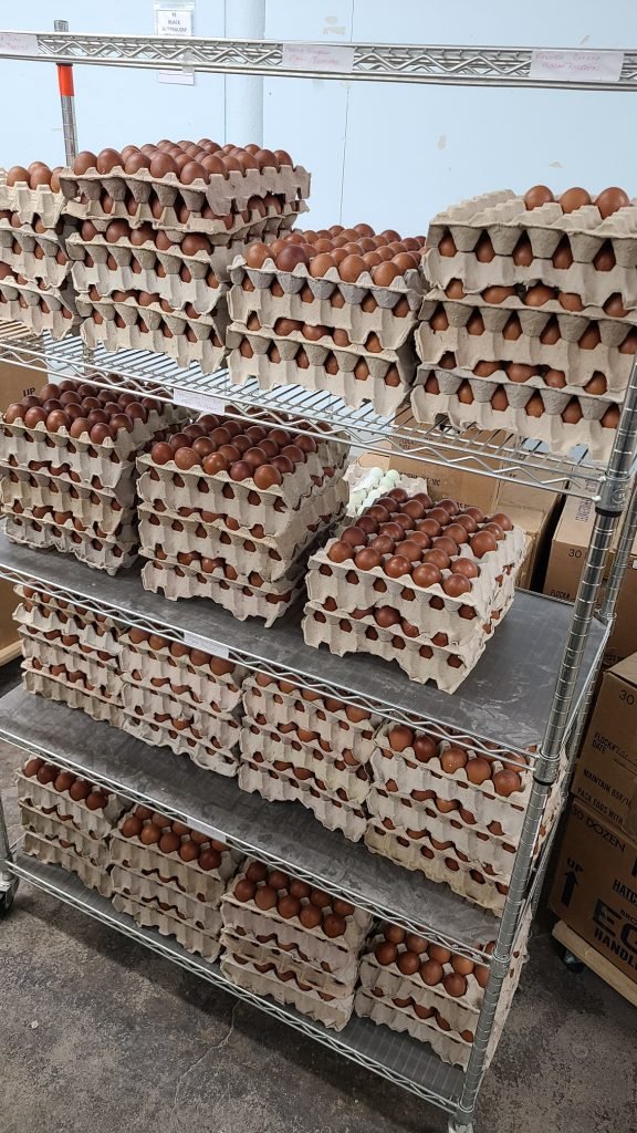 Chocolate Egger™ Hatching Eggs - Image 2