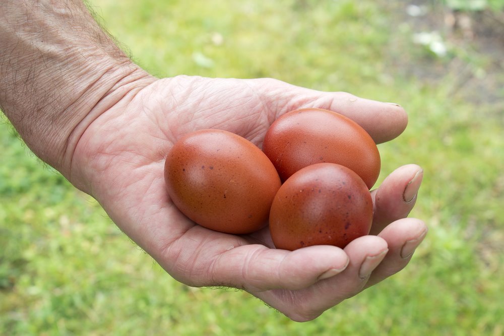 Chocolate Egger™ Hatching Eggs