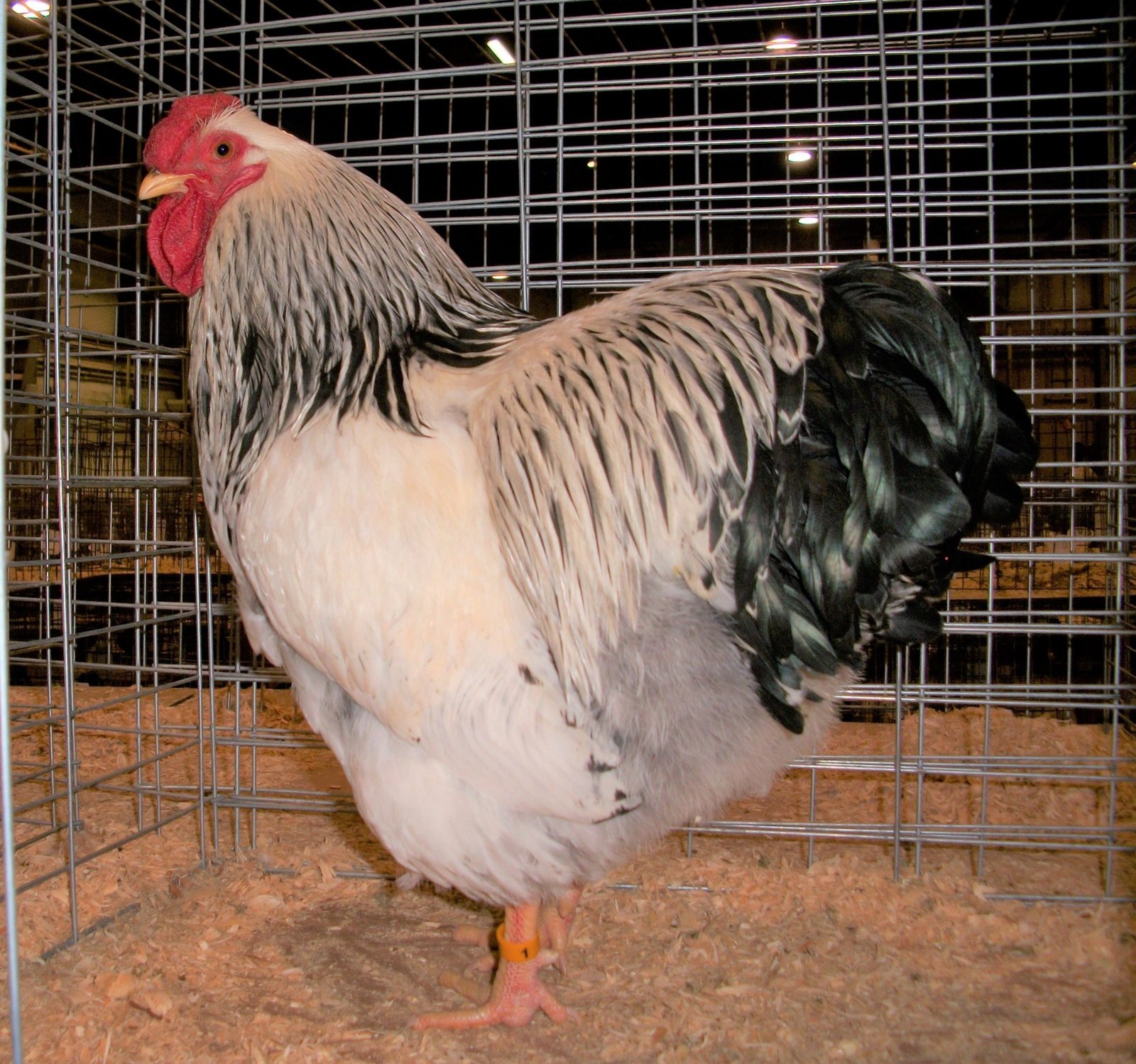 Columbian Wyandotte Chicken - Image 2