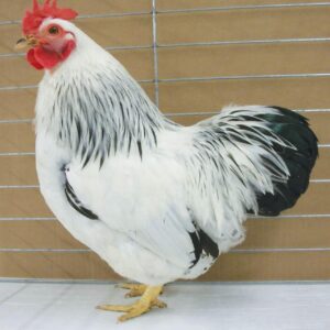 COLUMBIAN ROCK BANTAM
