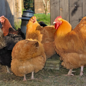 buff orpington rooster for sale​