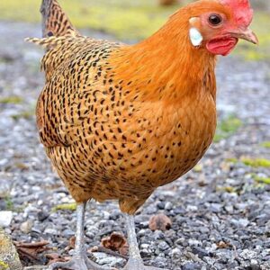 Buy Golden Campines Chickens