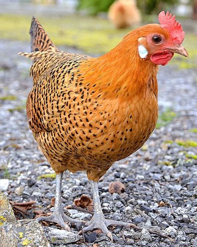 Buy Golden Campines Chickens