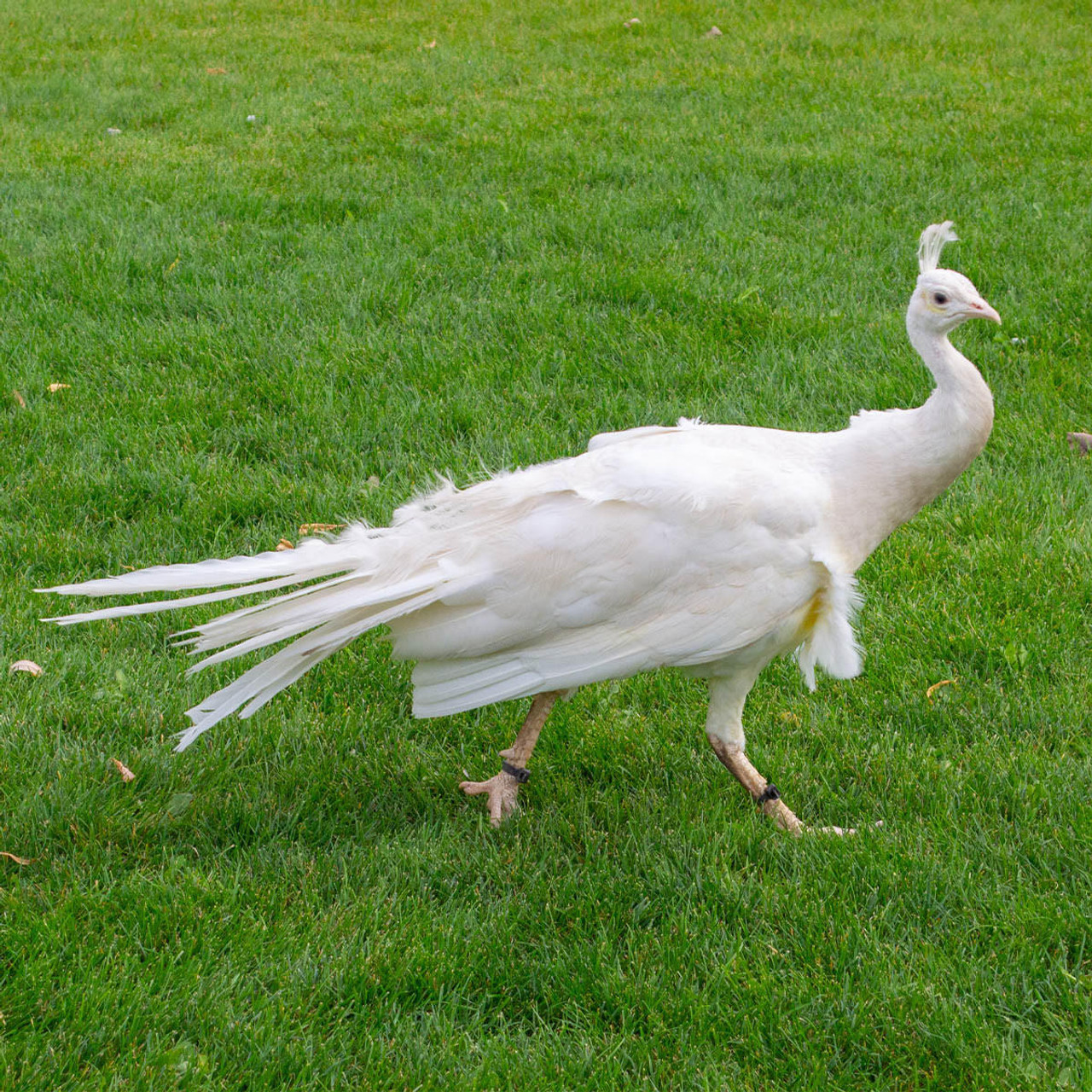 White Peafowl (Male)