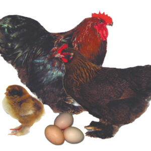 PARTRIDGE COCHIN BANTAM