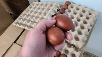 Chocolate Egger™ Hatching Eggs - Image 3