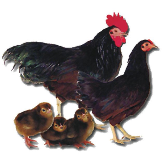 RHODE ISLAND RED BANTAM