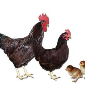 RHODE ISLAND RED