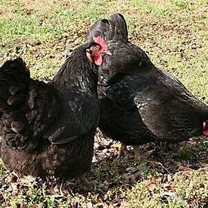 black australorp