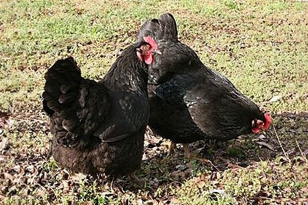 black australorp