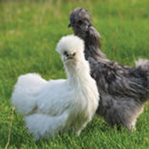 ASSORTED SILKIES BANTAM