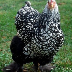 Silver Laced Cochin Standard (Female)