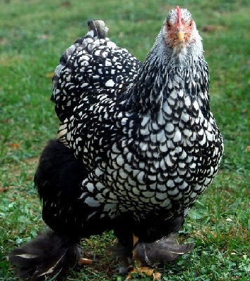 Silver Laced Cochin Standard (Male)